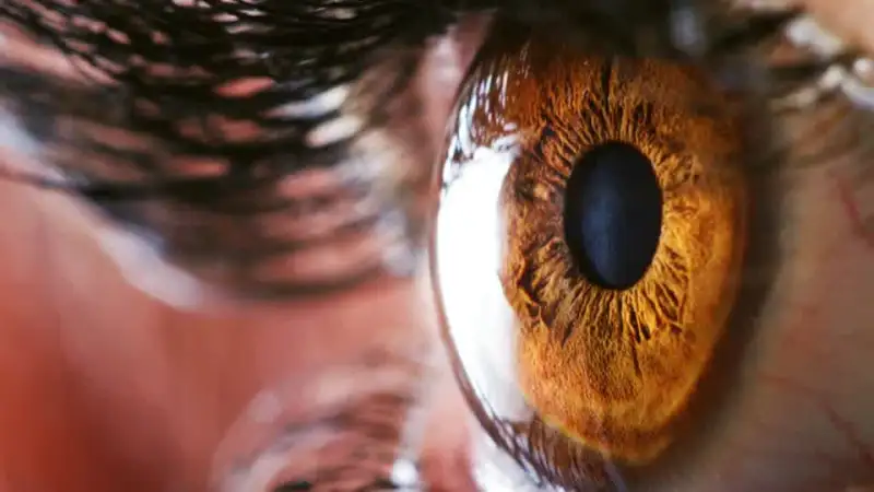 Close-up of a brown human eye.