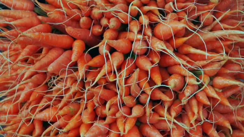 Fresh carrots with roots