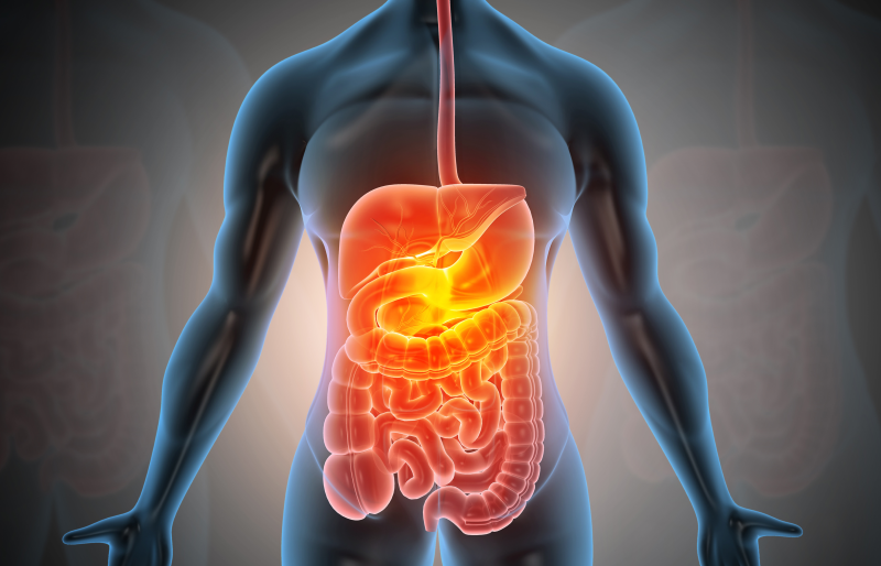 Digestive tract illustration