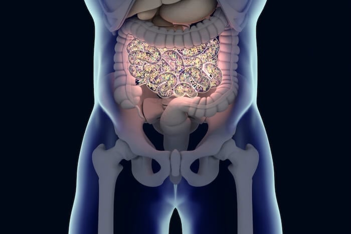 Gut microbiome inside human digestive system