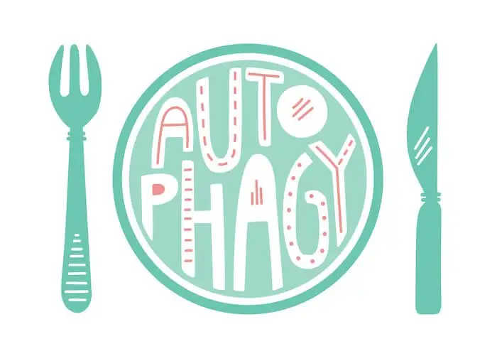 autophagy text inside a plate with fork and knife illustration