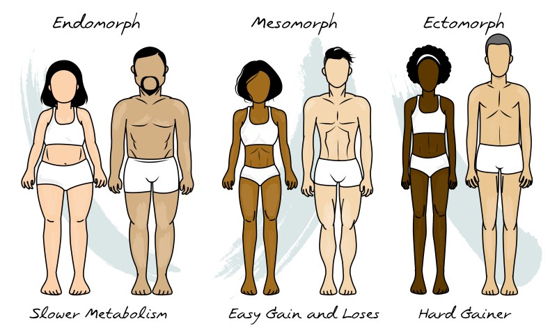 mixed metabolic body type