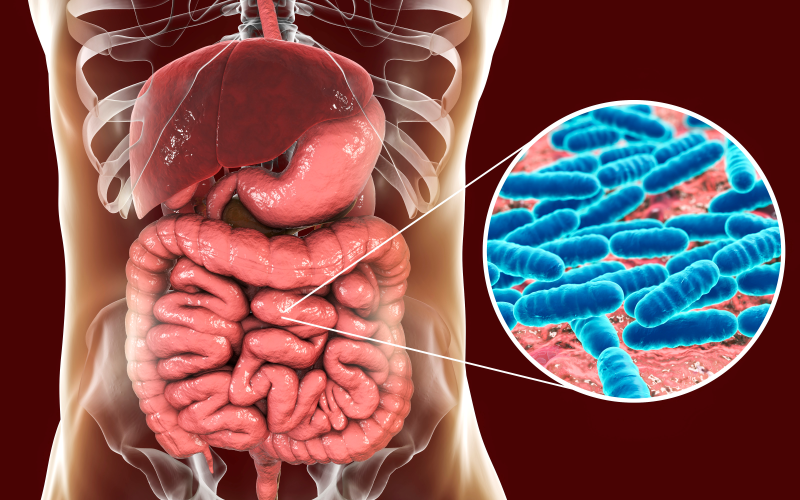 Digestive system illustration with close-up of gut bacteria.